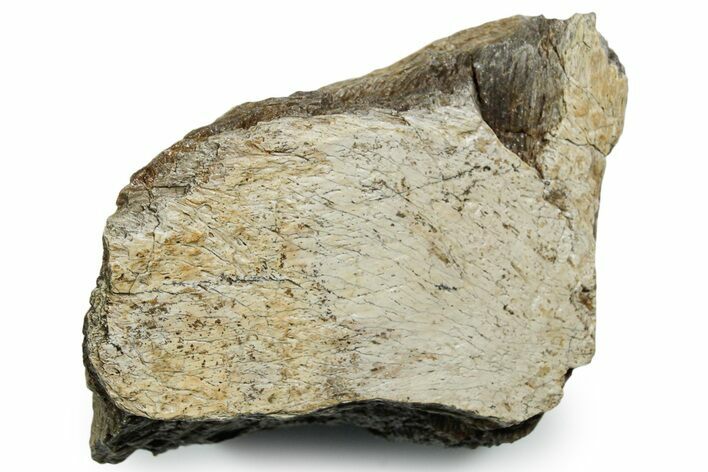 Fossil Tyrannosaur (T rex) Bone Section - Wyoming #353591